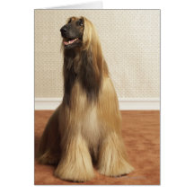 Afghan hound sitting in room 2 card