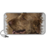 Afghan Hound Speakers