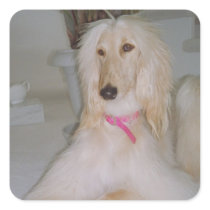 Afghan Hound Square Stickers