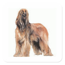 Afghan Hound Square Stickers