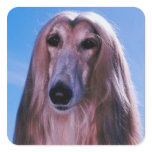 Afghan Hound Stickers