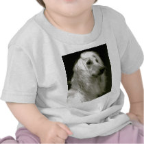 Afghan Hound Tee Shirt