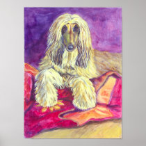 Afghan Hound Wall Print