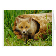 Africa animal card
