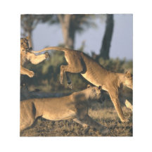 Africa, Botswana, Chobe National Park, Lionesses Scratch Pad