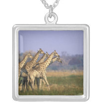 Africa, Botswana, Moremi Game Reserve, Herd of Necklaces