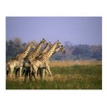 Africa, Botswana, Moremi Game Reserve, Herd of Postcards