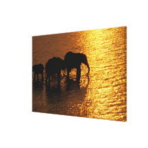 Africa, Botswana, Okavango Delta. African Canvas Print