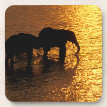 Africa, Botswana, Okavango Delta. African Coaster