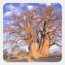 Africa, Botswana, Okavango Delta. Baobab Sticker