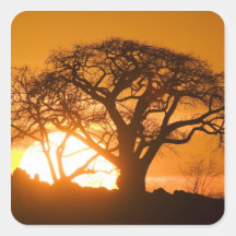 Africa, Botswana, Setting sun silhouettes Baobab Sticker