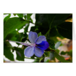 Africa Butterfly Bush Flower Greeting Cards