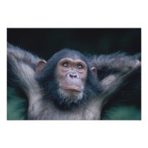 Africa, East Africa, Tanzania, Gombe National 2