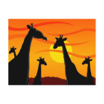 Africa-Giraffes postcards by forbes1954 Africa-Giraffes postcards