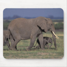 Africa, Kenya, Amboseli National Park. African 4 Mousepads