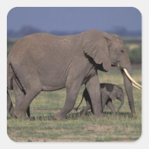 Africa, Kenya, Amboseli National Park. African 4 Square Sticker