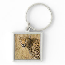 Africa. Kenya. Cheetah at Samburu NP. Keychains