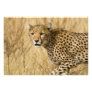 Africa. Kenya. Cheetah at Samburu NP.