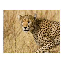 Africa. Kenya. Cheetah at Samburu NP. Post Card