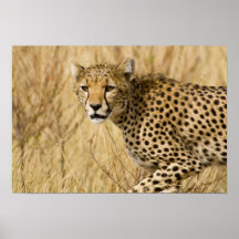 Africa. Kenya. Cheetah at Samburu NP. Print