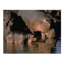 Africa, Kenya, Masai Mara. Common hippopotamuses Post Cards