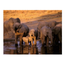 Africa, Kenya, Masai Mara. Elephants (Loxodonta Post Card
