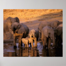Africa, Kenya, Masai Mara. Elephants (Loxodonta Print