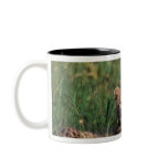 Africa, Kenya, Masai Mara Game Reserve. Cheetah Coffee Mugs