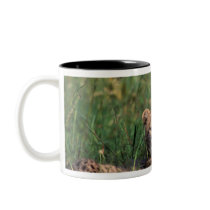 Africa, Kenya, Masai Mara Game Reserve. Cheetah Coffee Mugs