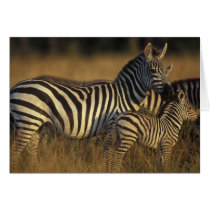 Africa, Kenya, Masai Mara Game Reserve. Plains Card
