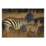 Africa, Kenya, Masai Mara Game Reserve. Plains