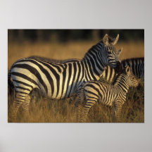 Africa, Kenya, Masai Mara Game Reserve. Plains Print