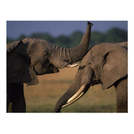 Africa, Kenya, Masai Mara Game Reserve, Two Bull Postcard