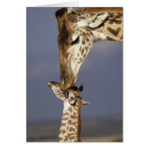 Africa, Kenya, Masai Mara. Giraffes (Giraffe Greeting Card