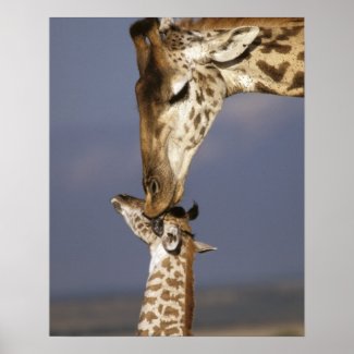 Africa, Kenya, Masai Mara. mother and child family Giraffe poster photography Print
