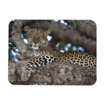 Africa. Kenya. Masai Mara. Leopard (Panthera Flexible Magnet