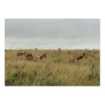 Africa Kenya wild animals Business Card Template