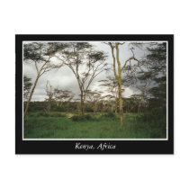 Africa Kenya wild land Post Card