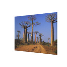 Africa, Madagascar, Morondava, Baobab Avenue. Canvas Print