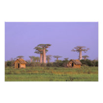 Africa, Madagascar, Morondava. Baobabs