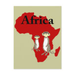 Africa meerkats post cards