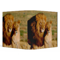 Africa, Namibia, Okonjima. Lion & lioness Binders