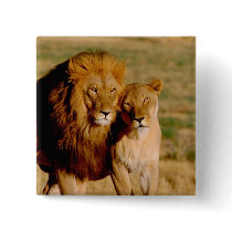 Africa, Namibia, Okonjima. Lion & lioness Pins