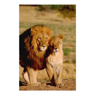 Africa, Namibia, Okonjima. Lion &amp; lioness Photographic Print