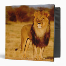 Africa, Namibia, Okonjima. Lone male lion Binders
