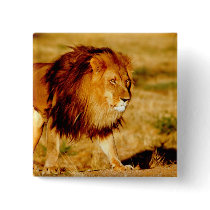 Africa, Namibia, Okonjima. Lone male lion. Pins