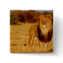 Africa, Namibia, Okonjima. Lone male lion Button