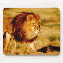 Africa, Namibia, Okonjima. Lone male lion. Mouse Pads