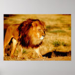 Africa, Namibia, Okonjima. Lone male lion.
