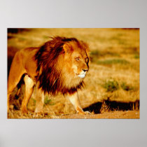 Africa, Namibia, Okonjima. Lone male lion.